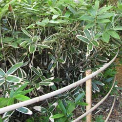 Bamboo Sasa veitchii